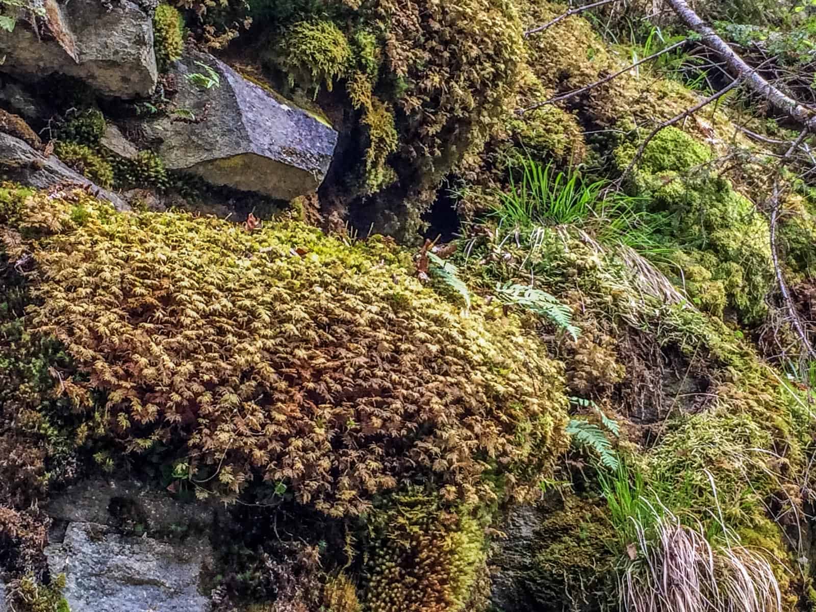 Plaul Vanata Wilderness Romania 0036.jpg