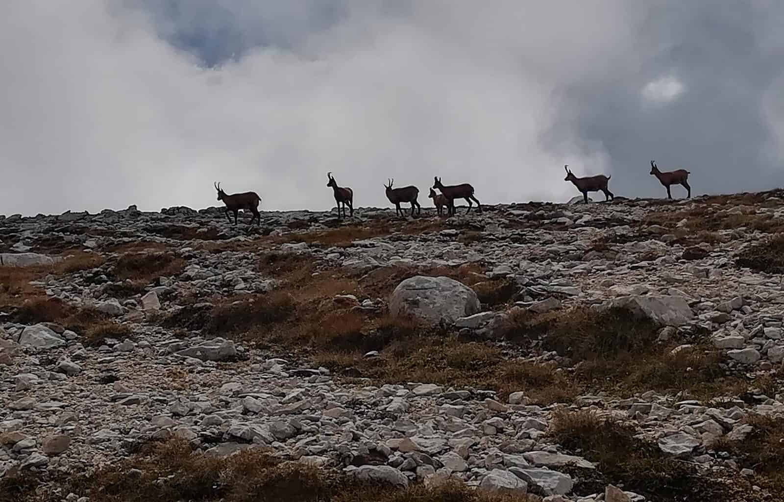 Majella Wilderness Audit 2018-21417.jpg