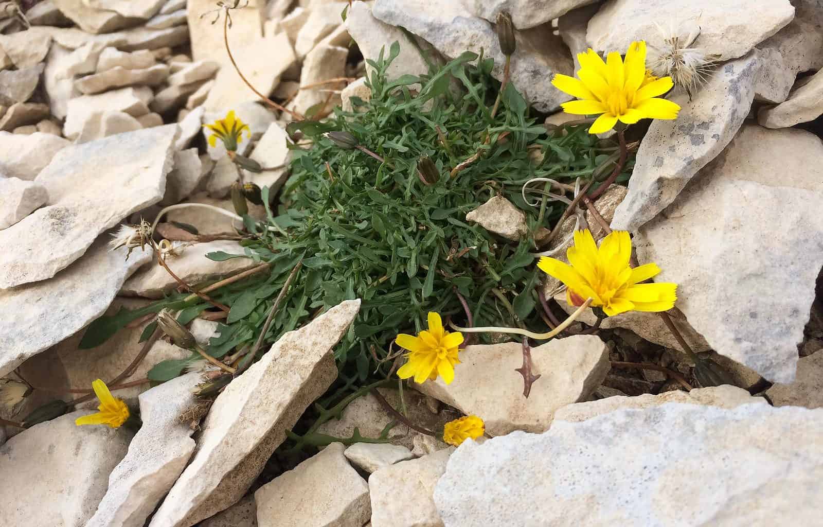 Majella Wilderness Audit 2018-21553.jpg