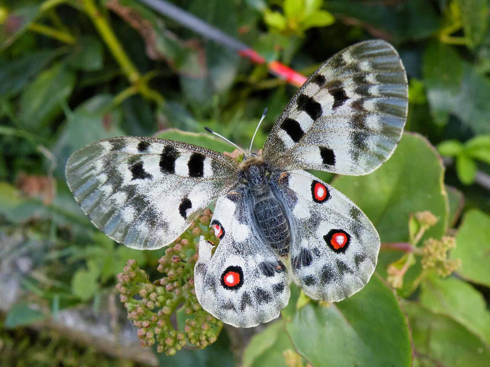 Otto Feldner 01867.jpg Parnassius apollo L. juvavus, fe Pluntasutal,Tennengau, 2013-33327.JPG