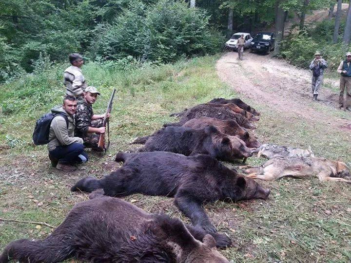 Hunters at work - stop brown bear killing!