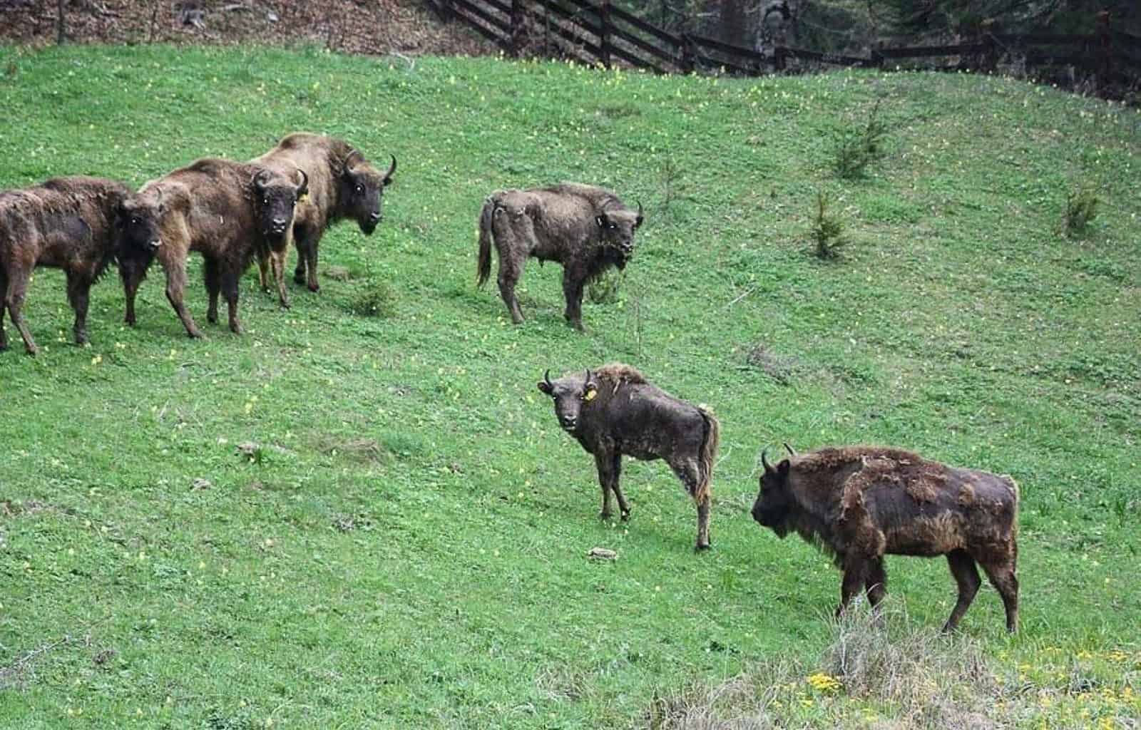 Bison in Vanatori Neamt Nature Park