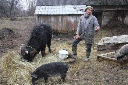 Buffalo in Ukraine