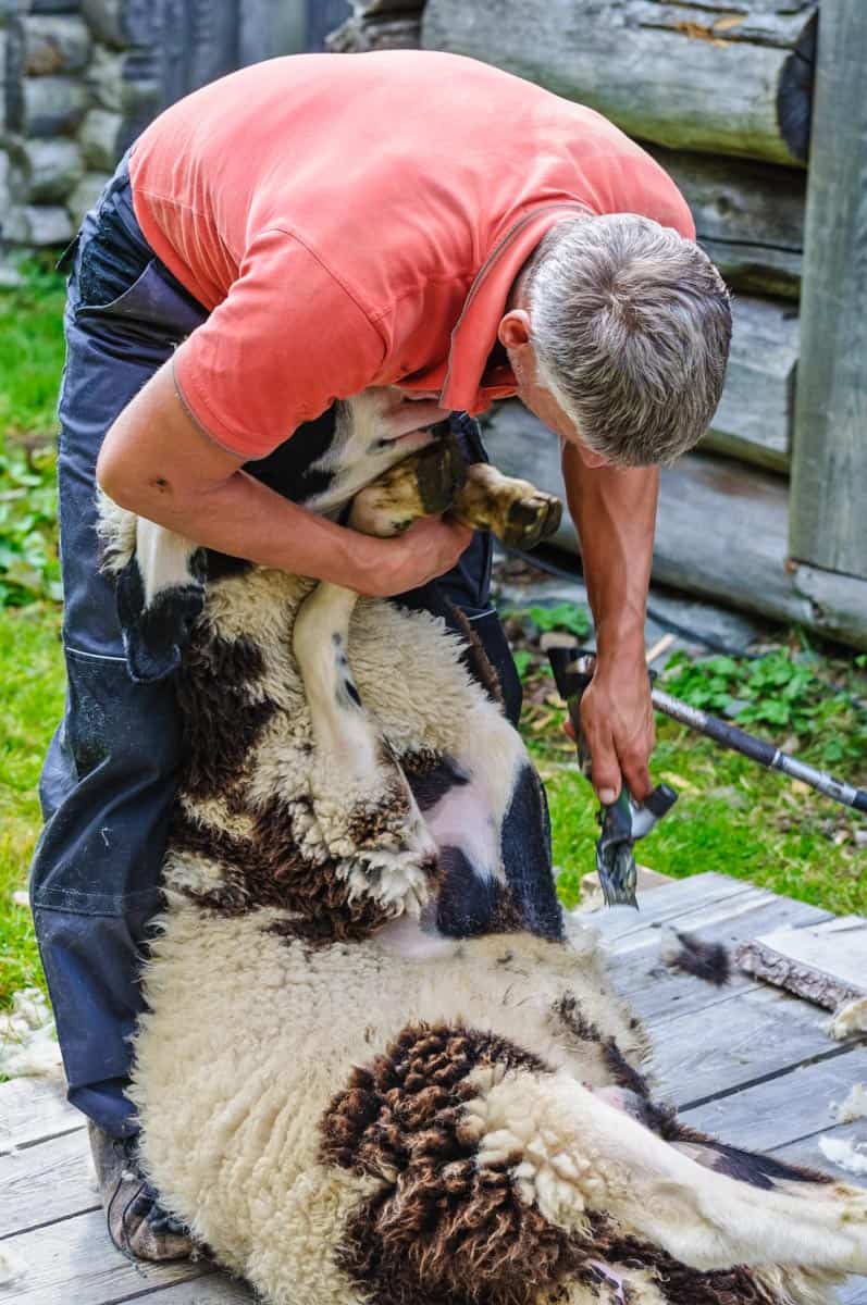 Sheep Herdmanagement-14560