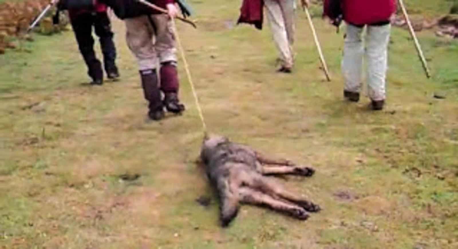 Wolf hunting Spain