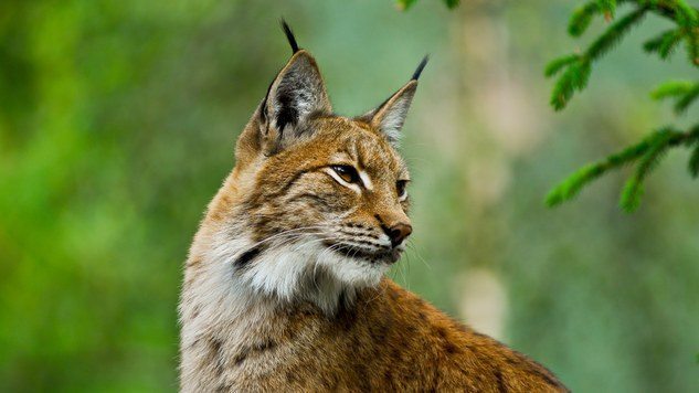 Slow recovery of lynx in Europe!