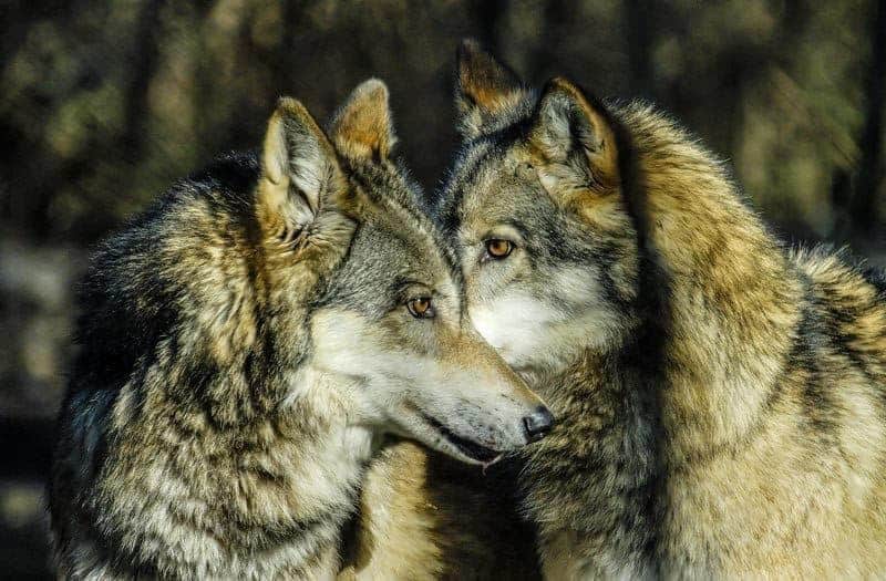 The tale of two Wolves - which one wins?