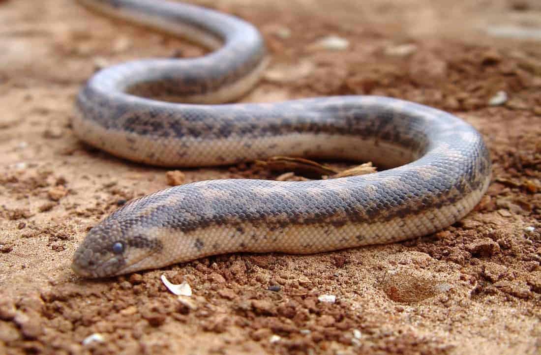 Javelin Sand Boa believed to be extinct since 1937 rediscovered in Romania