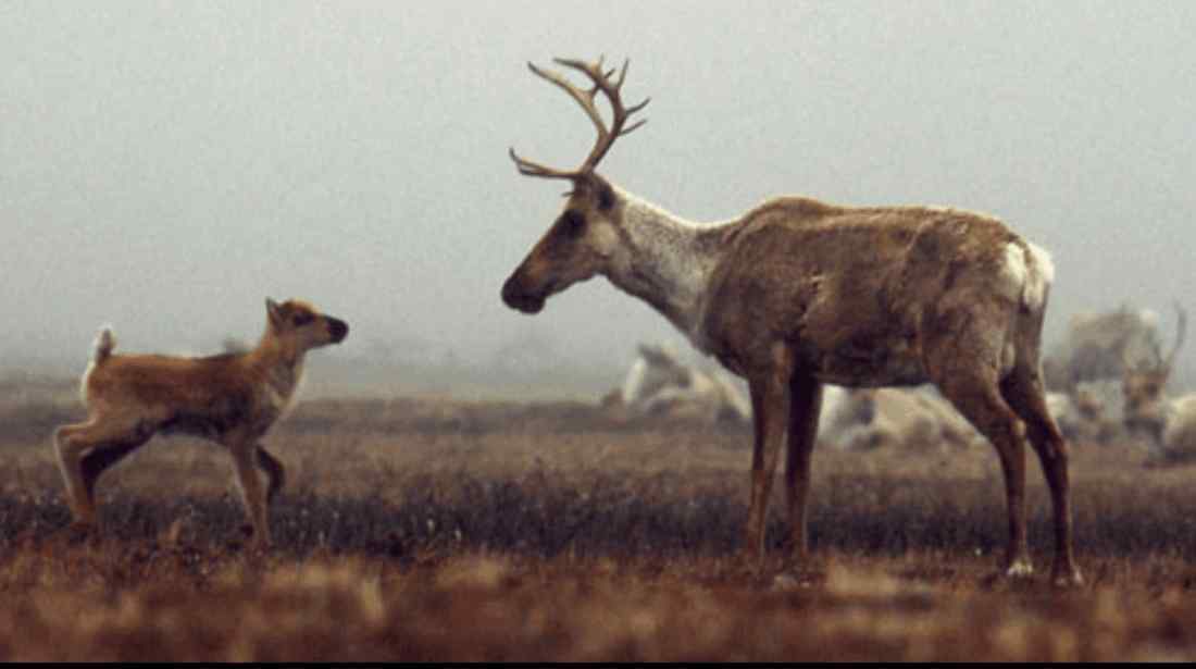 Obama Administration moves to protect Arctic National Wildlife Refuge