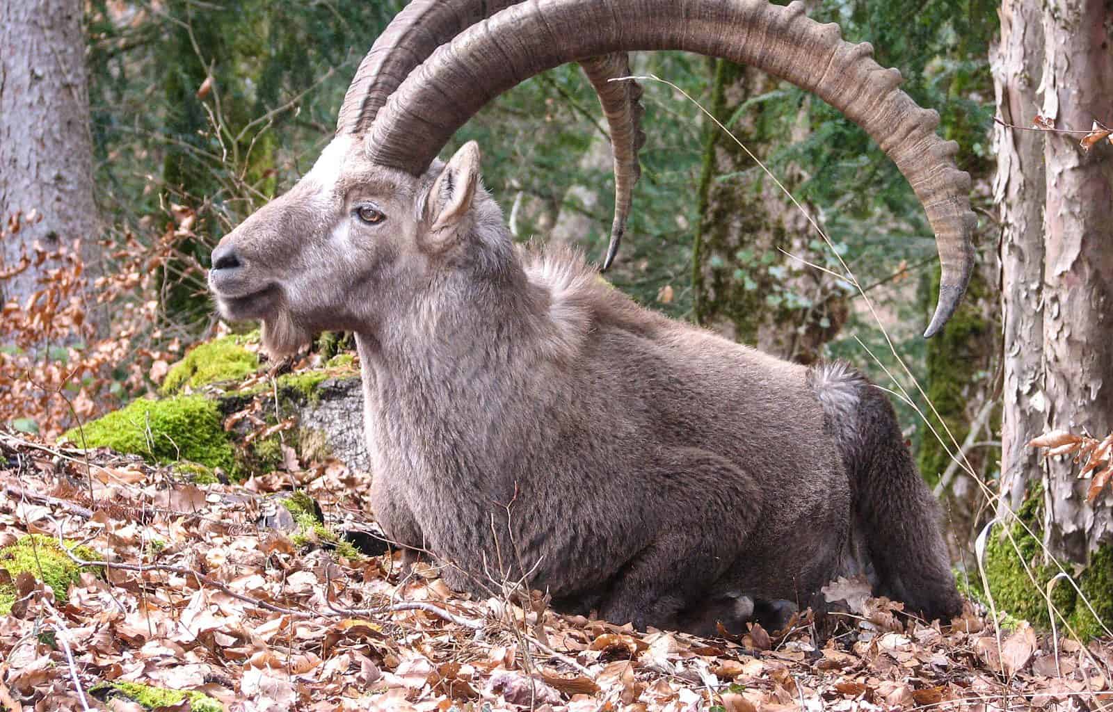 Pyrenana Wild Goat: An Example for de-extinction as a way forward?