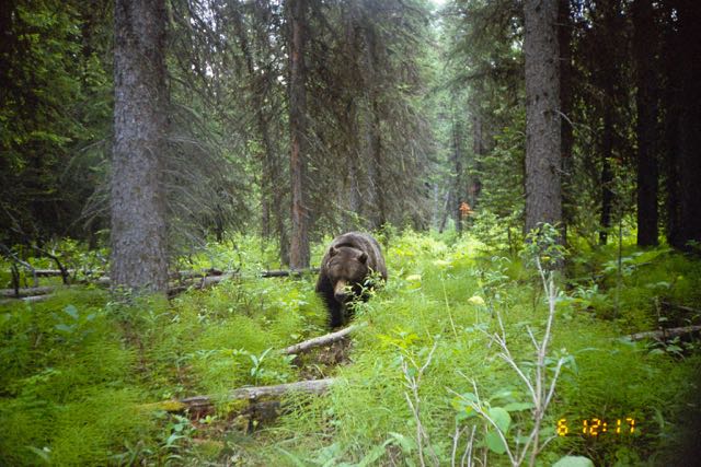 Why should we protect bears?