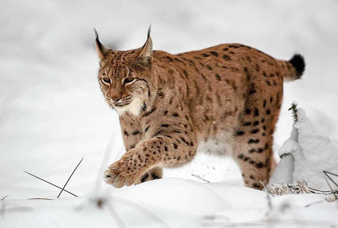 domestic lynx