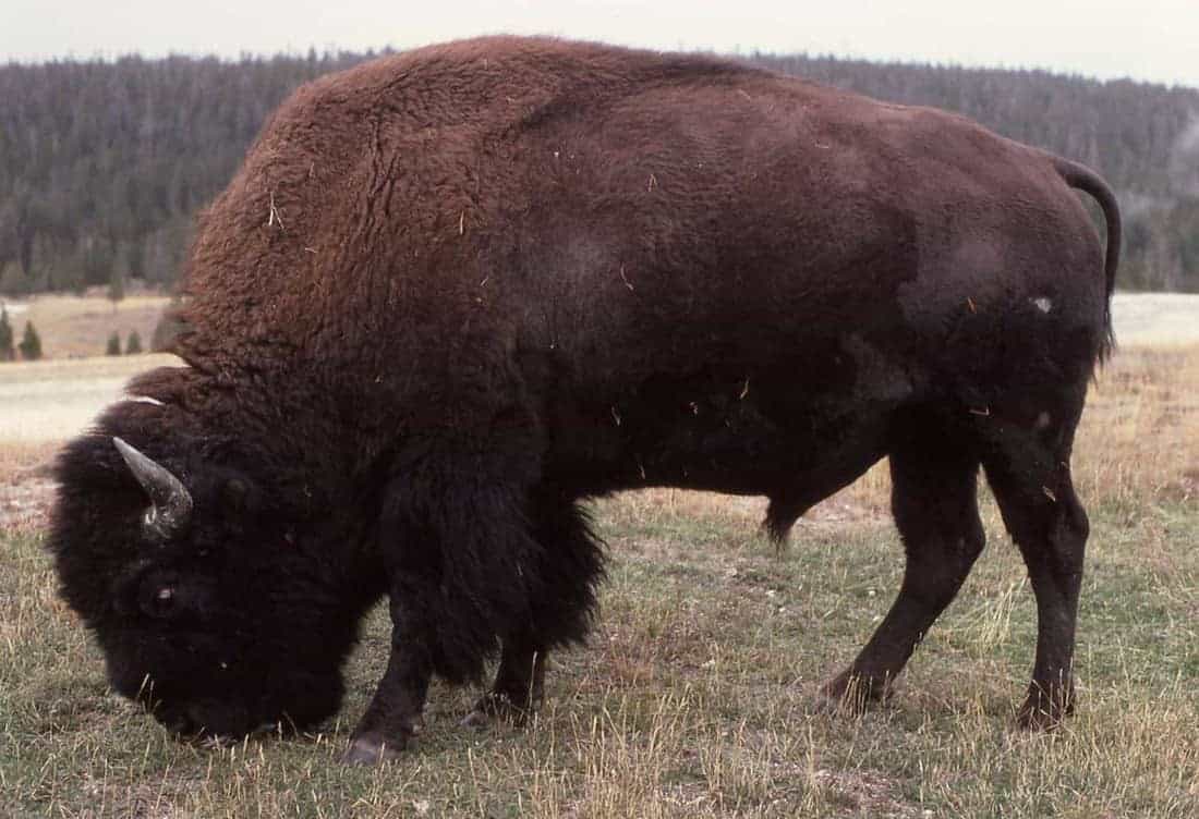 Bison: Slaughtering the icon of Yellowstone