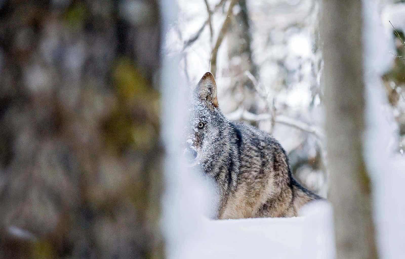 Grauwolf-hinter-Baumstammc-Wild-Wonders-of-Europe_Sergey-Gorshkov_WWF-1.jpg