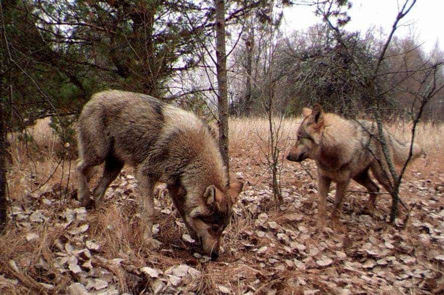 Chernobyl is to become a UNESCO Biosphere Reserve and a wilderness