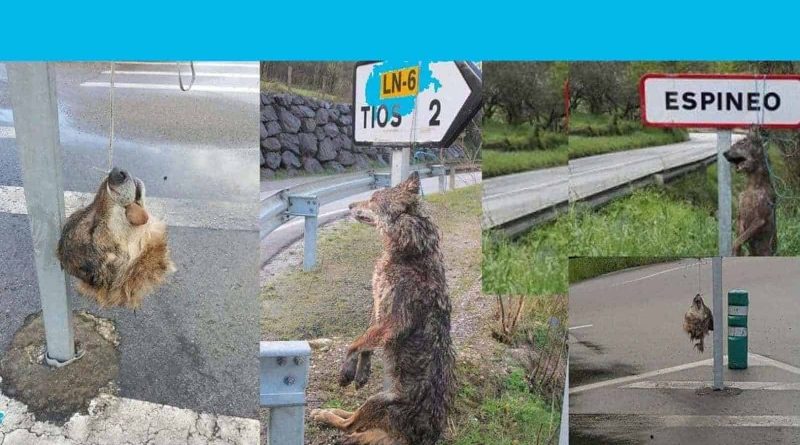 indiscriminate-killing-of-wolves-in-asturias-spain.jpg