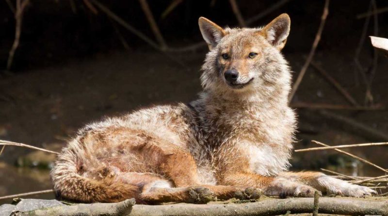 The return of the Golden Jackal