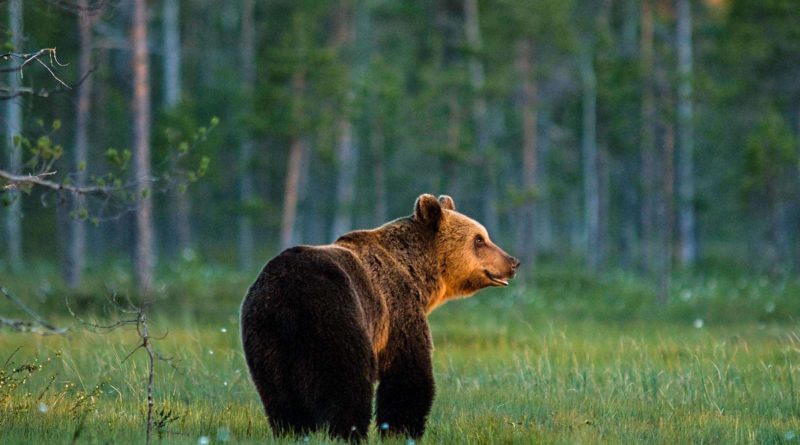 Fulufjället-NP-©-Orsolya-Haaberg_ (Unicode Encoding Conflict).jpg