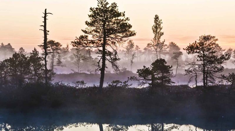 Sooma National Park-22.png