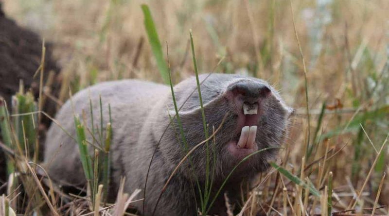Tarutinsky Steppe: Europe's Natural Heritage in danger