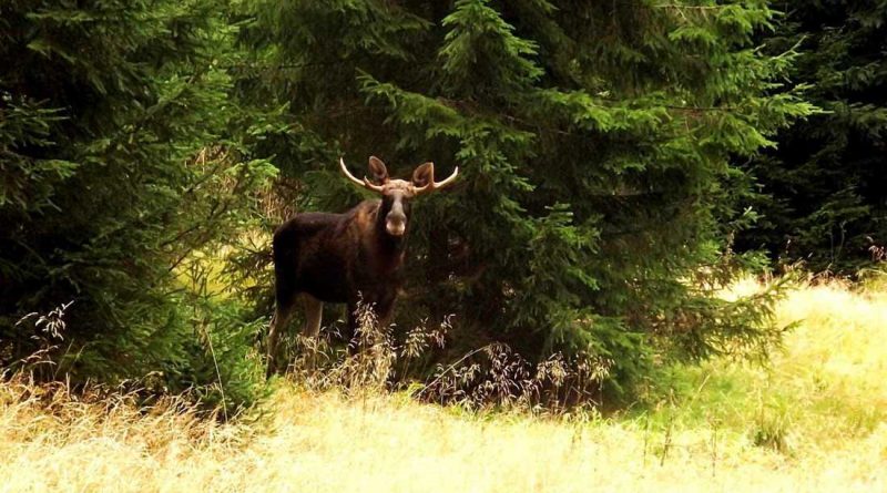 Moose as a part of European Wilderness!