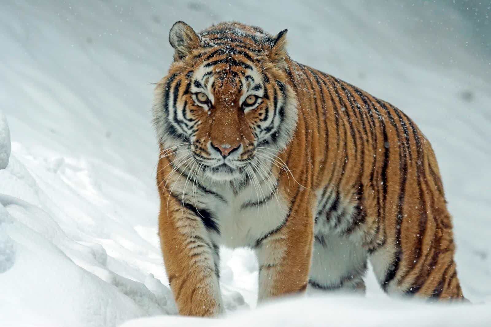 The return of the Siberian Tiger?