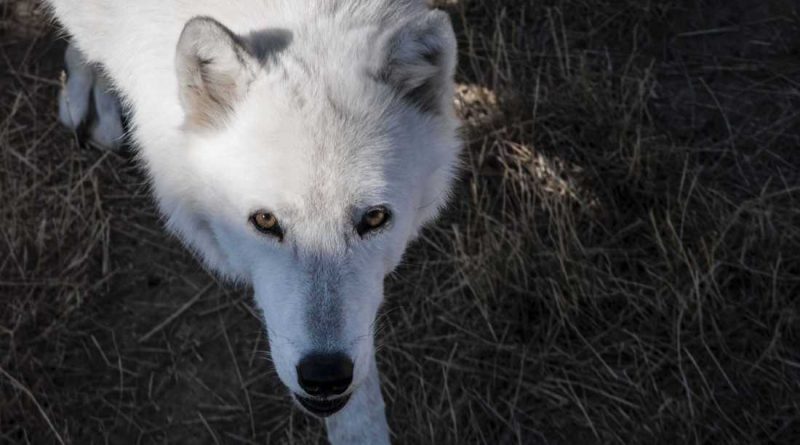 Trump´s Border Fences aren’t good for People and they aren’t good for Wildlife