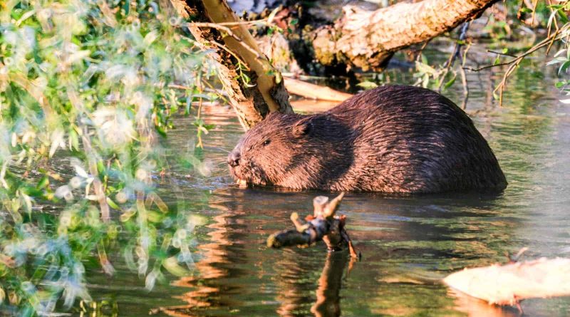 Danube_Parks_1121_7113_4_Fauna_Sugetiere_BiberKern.jpg