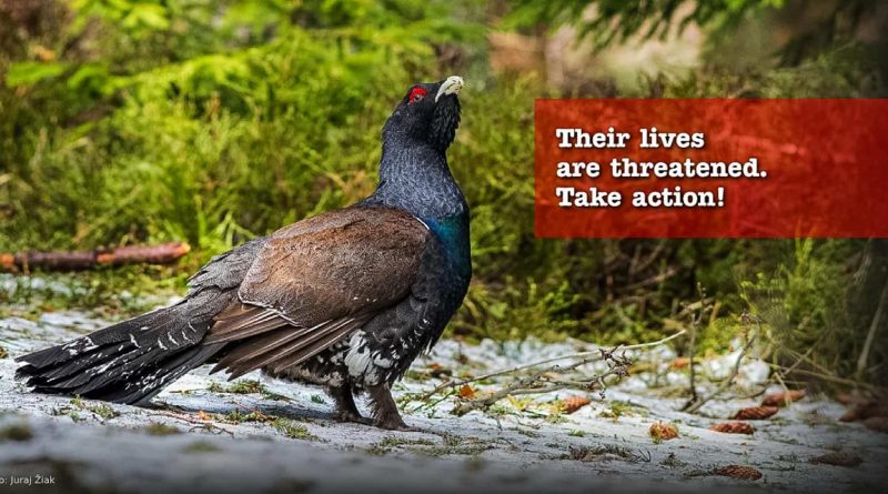 Capercailly 0846.png