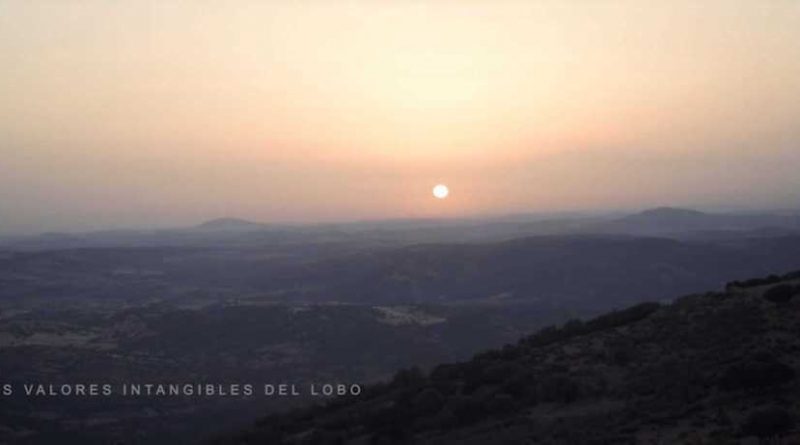 Iberian Wolf documentary: La Emocion Del Lobo