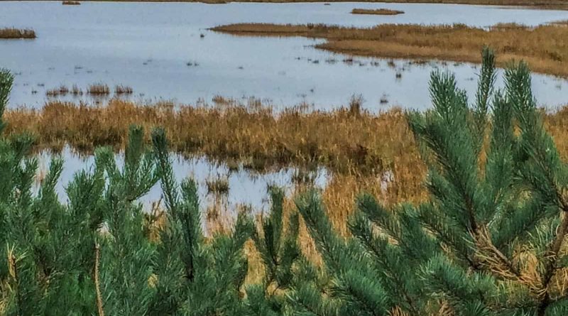 Baltic Coast 2178.JPG