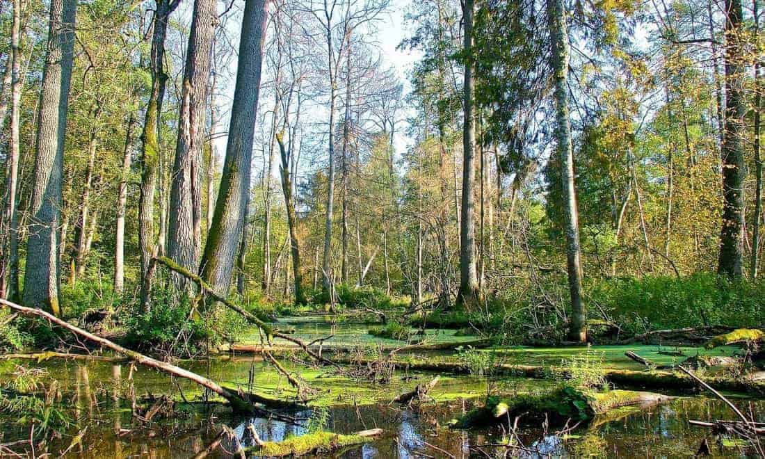 Bialowieza Forest Bialowieza Forest