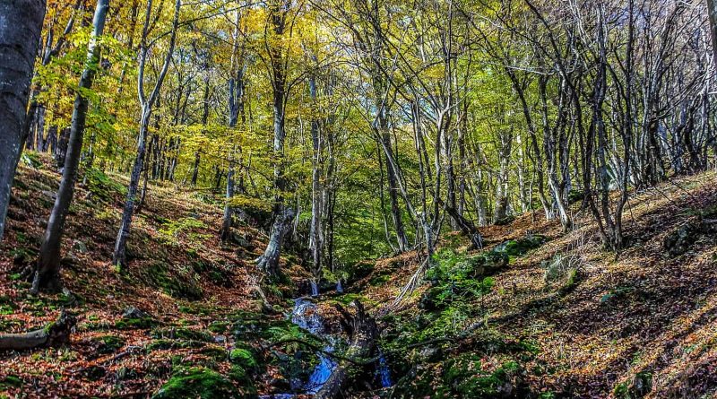 Central Balkan Wilderness - 2.jpg