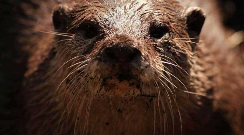 Eurasian otter