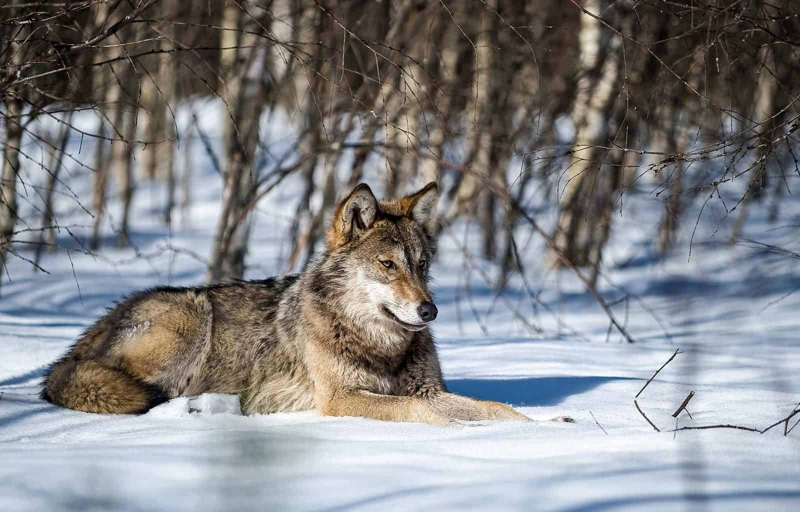 Grauwolf liegt im Schnee c Wild Wonders of Europe_Sergey Gorshkov_WWF.jpg