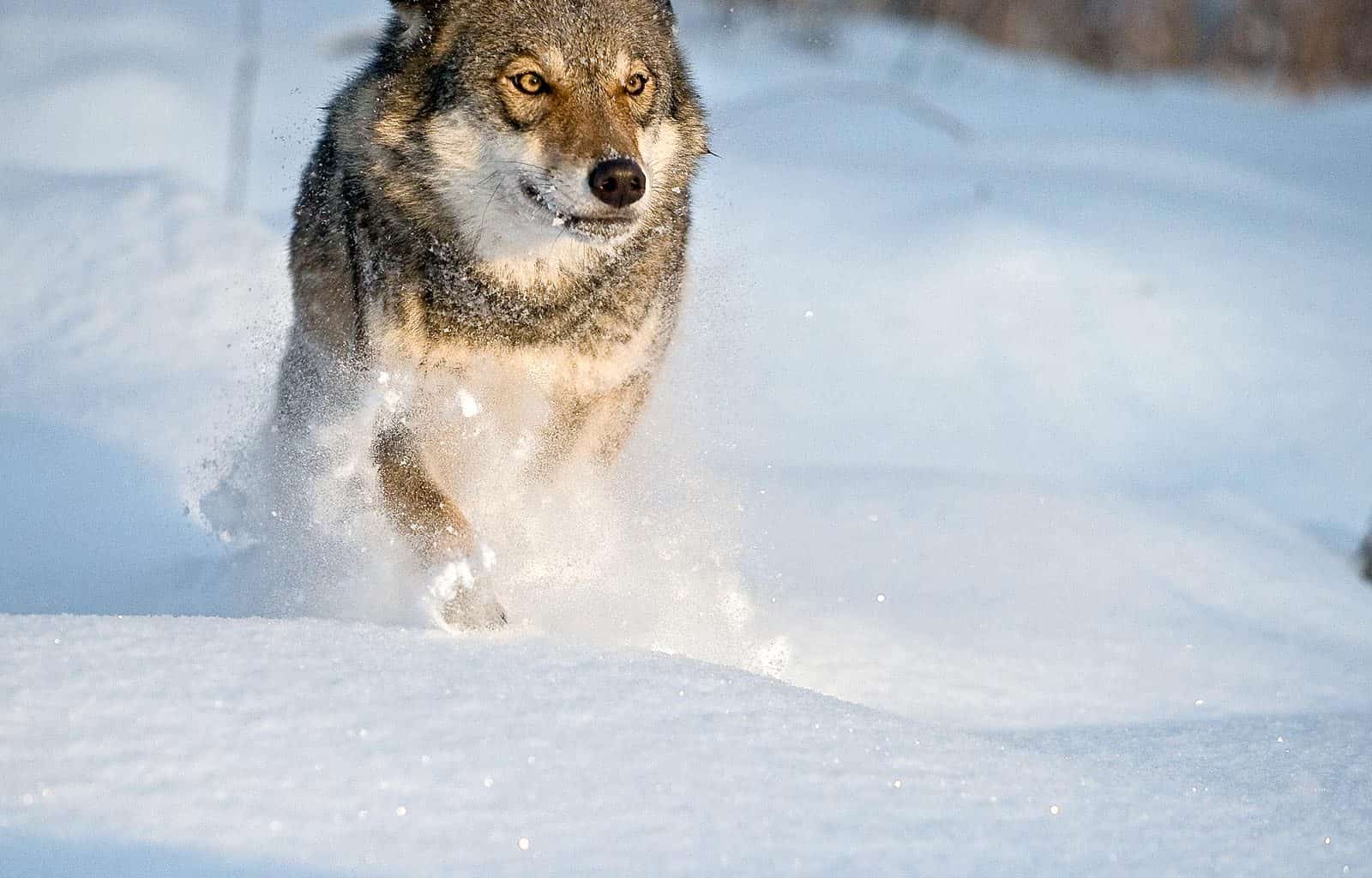 Grauwolf lÑuft durch Schneec Wild Wonders of Euorpe_Sergey Gorshkov_WWF.jpg