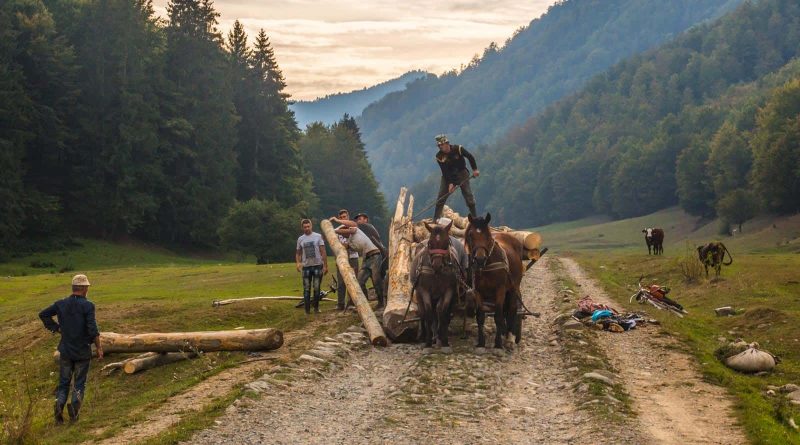 Romania, Work in the forest.jpg
