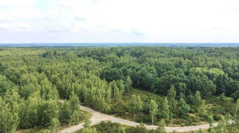 Koenigsbruecker Heide _ 011.jpg