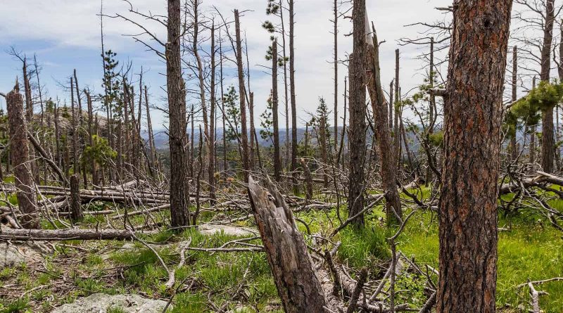Pine forest_shutterstock.jpg