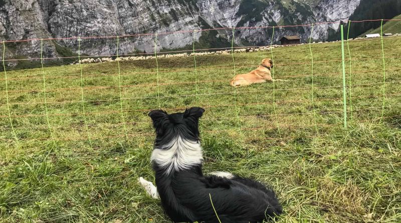 Livestock Protection - 7580.JPG