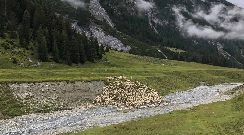 Sheep Herd Management 0158.jpg