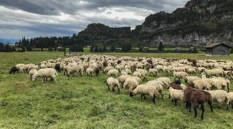 Sheep Herd Management 0168.jpg