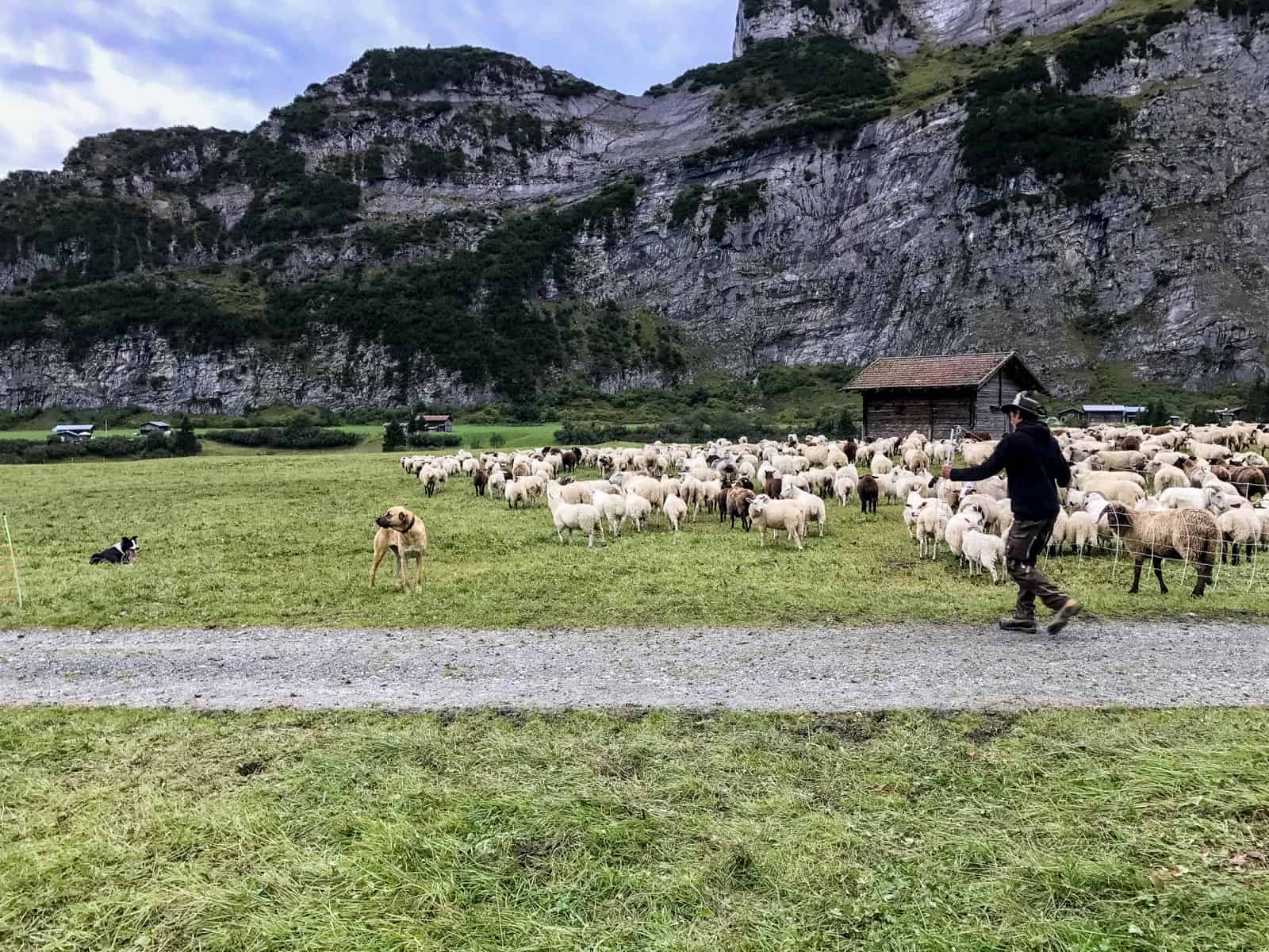 how do shepherds herd sheep