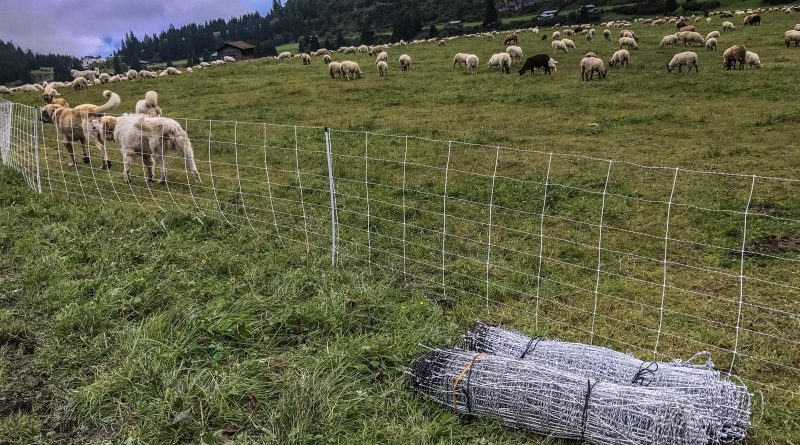 Sheep Herd Management 0191.jpg