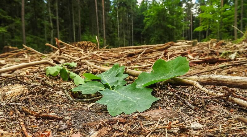 Radosław_ŚlusarczykBialowieza_DSCN3282 (Unicode Encoding Conflict).JPG