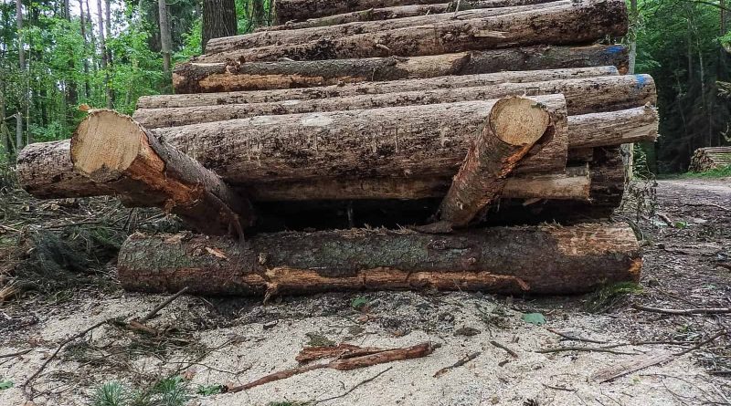 Radosław_Ślusarczyk_Bialowieza_DSCN3533 (Unicode Encoding Conflict).JPG