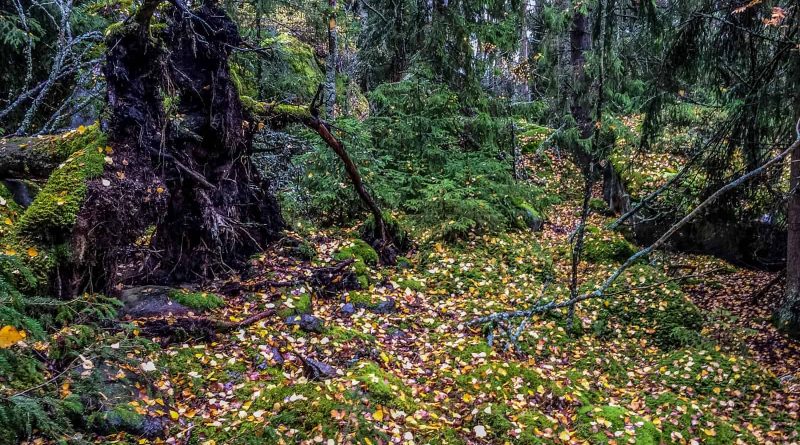 2017-10-14 13.03.23.jpg