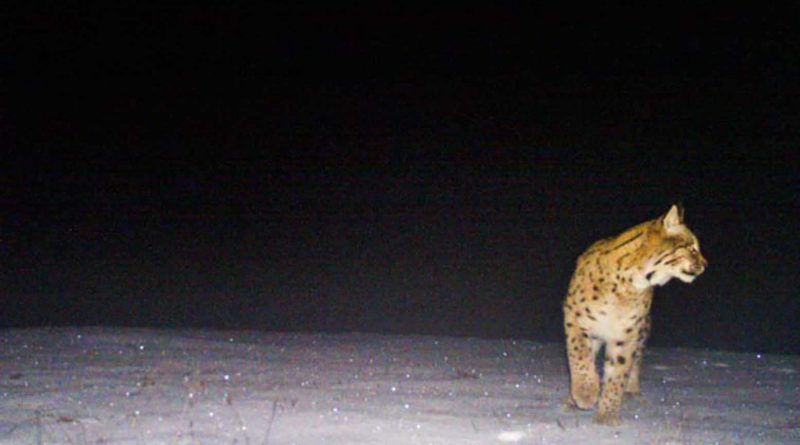 Alus_30_Dezember_2016_©_Gregor Louisoder_Umweltstiftung.jpg