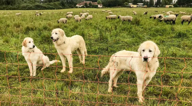 Herd protection dogs 0073.JPG