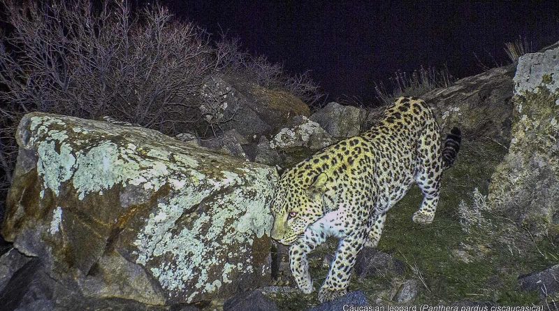 4 Leopard in Caucasus.jpg